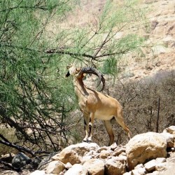 masada_eingedi_04